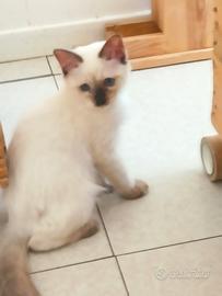 Ragdoll