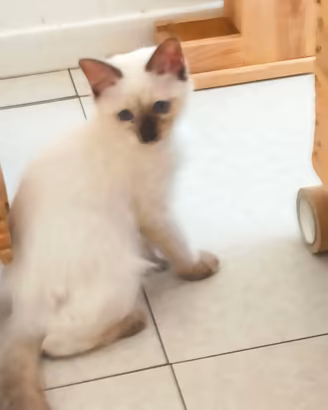 Ragdoll