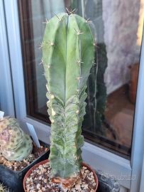 Stenocereus pruinosus, cactus