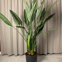 Piante di sterlizia uccello del paradiso