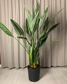 Piante di sterlizia uccello del paradiso