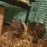 Coppia degu del cile volendo con gabbietta
