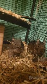 Coppia degu del cile volendo con gabbietta