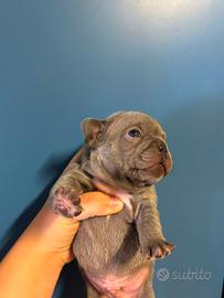 Bulldog francesi esotici da urlo