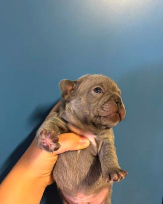 Bulldog francesi esotici da urlo