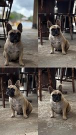 Bulldog francese