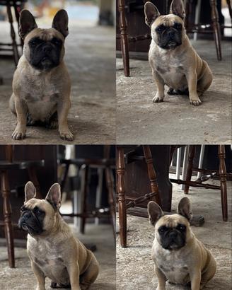 Bulldog francese