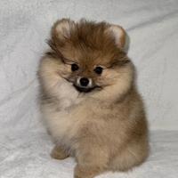La cucciola di Pomerania nano