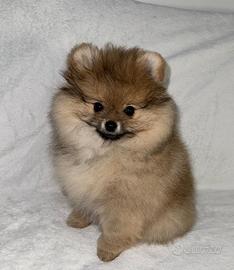 La cucciola di Pomerania nano