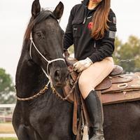 Cavallo mestizo