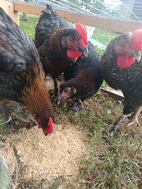 Gallo marans