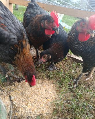 Gallo marans