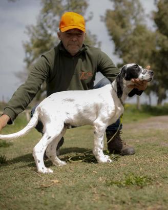 Setter inglese cucciolo