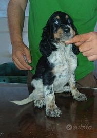 setter  inglese cuccioli 