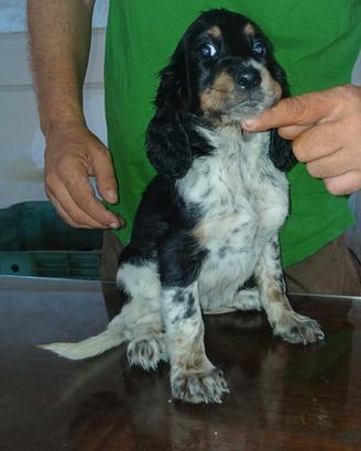 setter  inglese cuccioli 