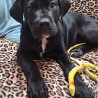 Cucciolo 3 mesi cane corso dogo argentino