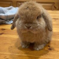 Coniglio minilop fulvo