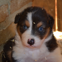 Cucciolo Pastore Australiano/ Australian Shepherd