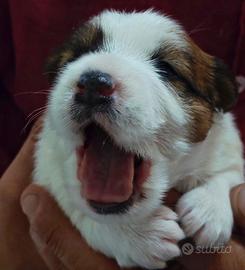 Jack Russell terrier