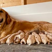 Cuccioli Golden Retriever nati 08.03.26