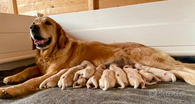 Cuccioli Golden Retriever nati 08.03.26
