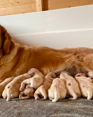 Cuccioli Golden Retriever nati 08.03.26
