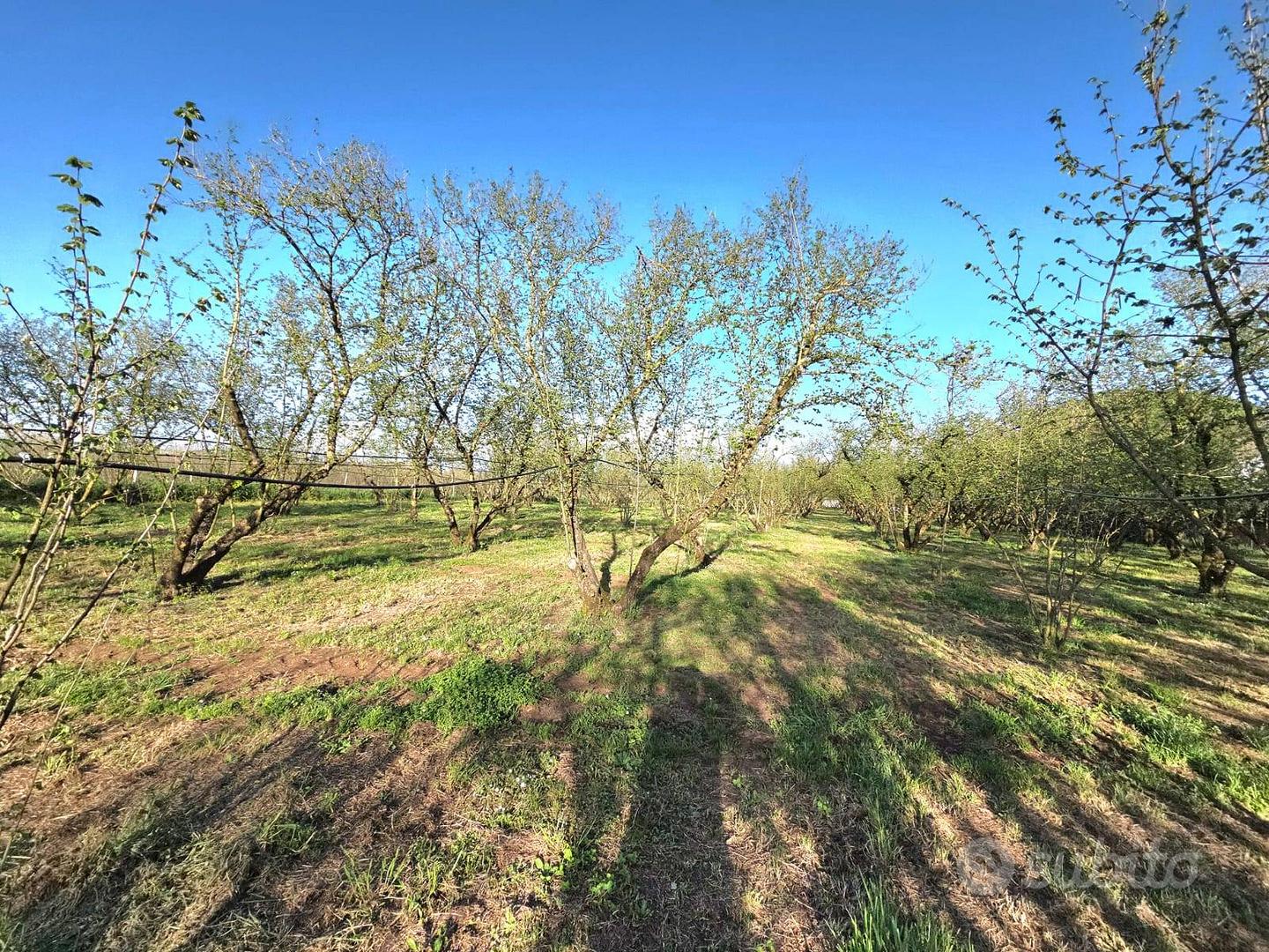 Terreno Agricolo - Ronciglione - Vista 6