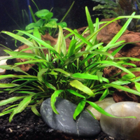 Pianta Cryptocoryne Lucens
