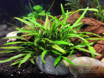 Pianta Cryptocoryne Lucens