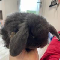 Cuccioli Coniglio Nano Ariete Vari Colori