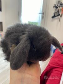 Cuccioli Coniglio Nano Ariete Vari Colori