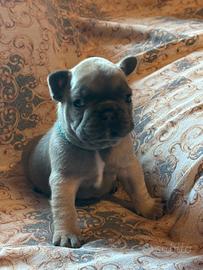 Cucciolo di bulldog francese blu fawn