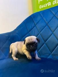Cuccioli carlino