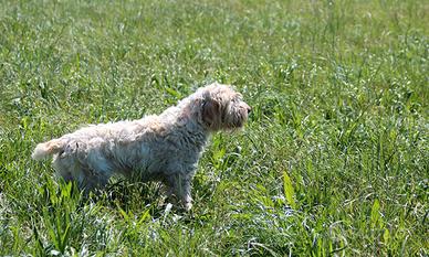 Spinone da caccia