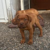 Cucciolo Dogue de bordeaux