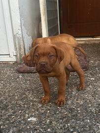 Cucciolo Dogue de bordeaux