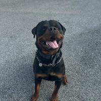 Rottweiler di un anno e mezzo