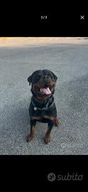 Rottweiler di un anno e mezzo