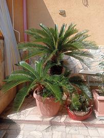 cycas