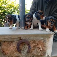 Cuccioli Beagle bassotto