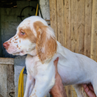 Cuccioli di setter