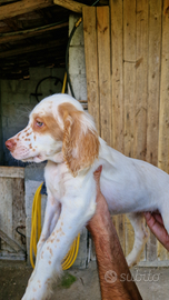 Cuccioli di setter