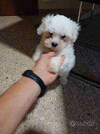 Maltese mini toy