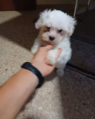 Maltese mini toy