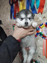 Alaskan Malamute