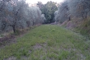 Terreno uliveto