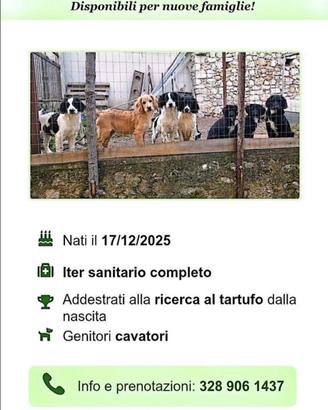 Cani da tartufo rimanenti 3 maschi