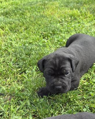 Cuccioli di cane corso