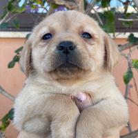 Cuccioli di Labrador retriever con Pedigree Enci
