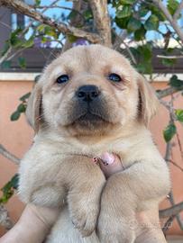 Cuccioli di Labrador retriever con Pedigree Enci
